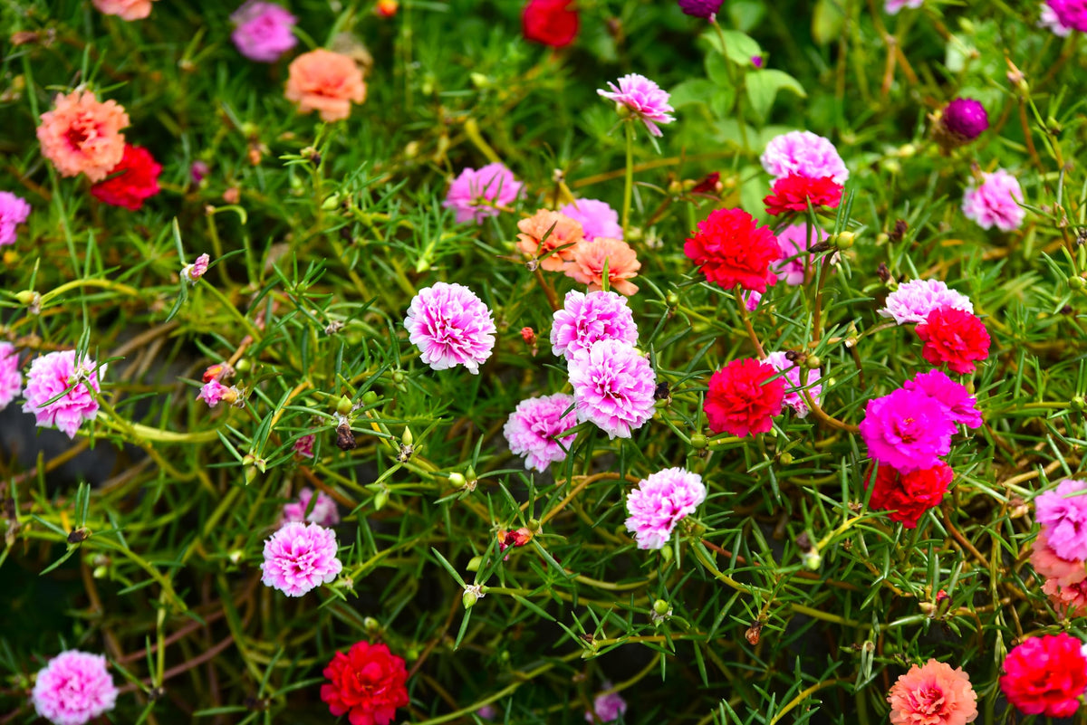 Sprouticus Maximus Purslane drought-tolerant foliage in warm climate