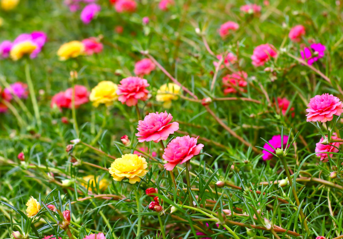 Sprouticus Maximus Purslane vibrant color in garden scene