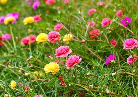 Sprouticus Maximus Purslane vibrant color in garden scene