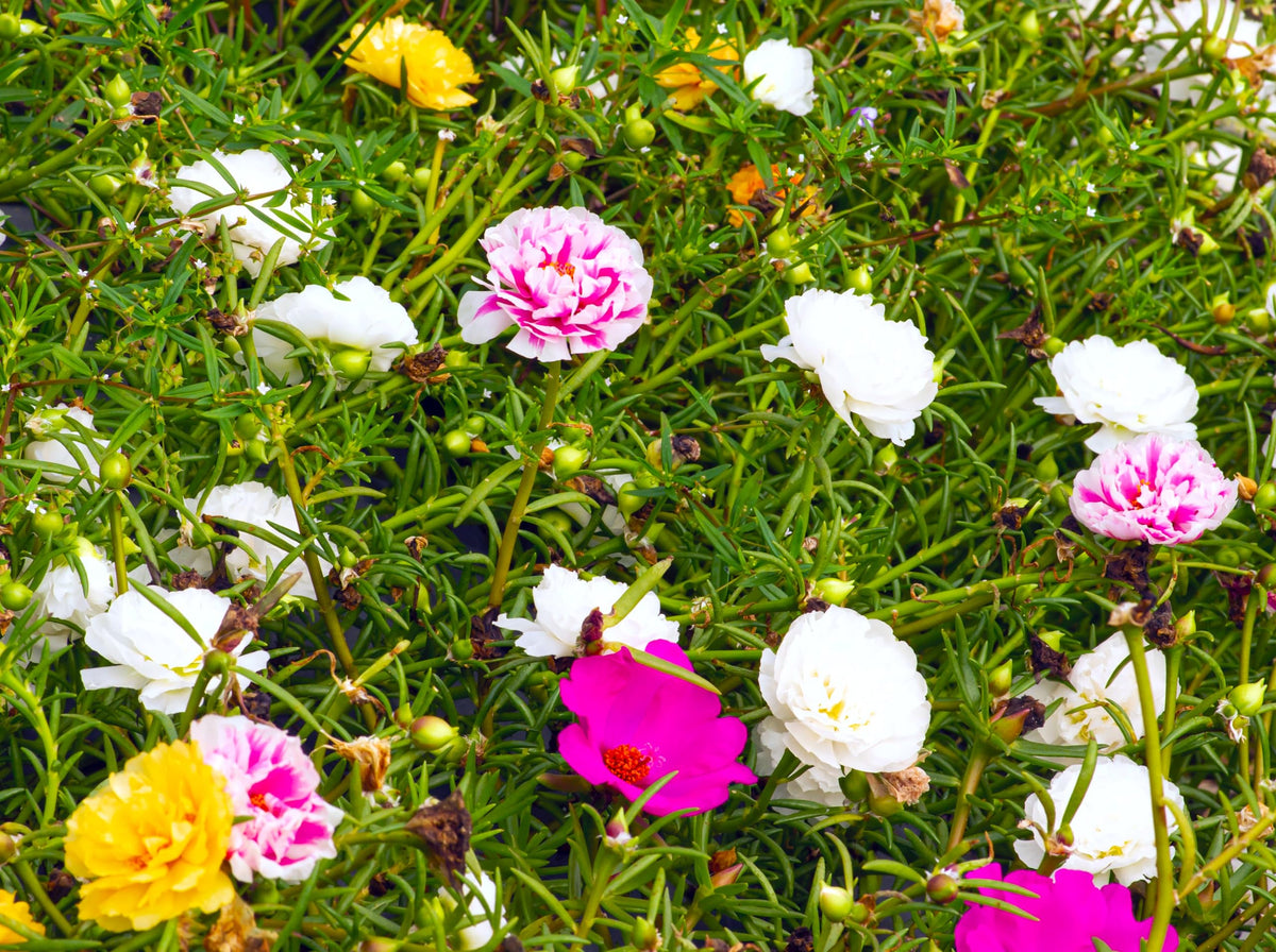 Sprouticus Maximus Purslane hanging basket cascading color