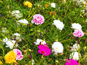 Sprouticus Maximus Purslane hanging basket cascading color