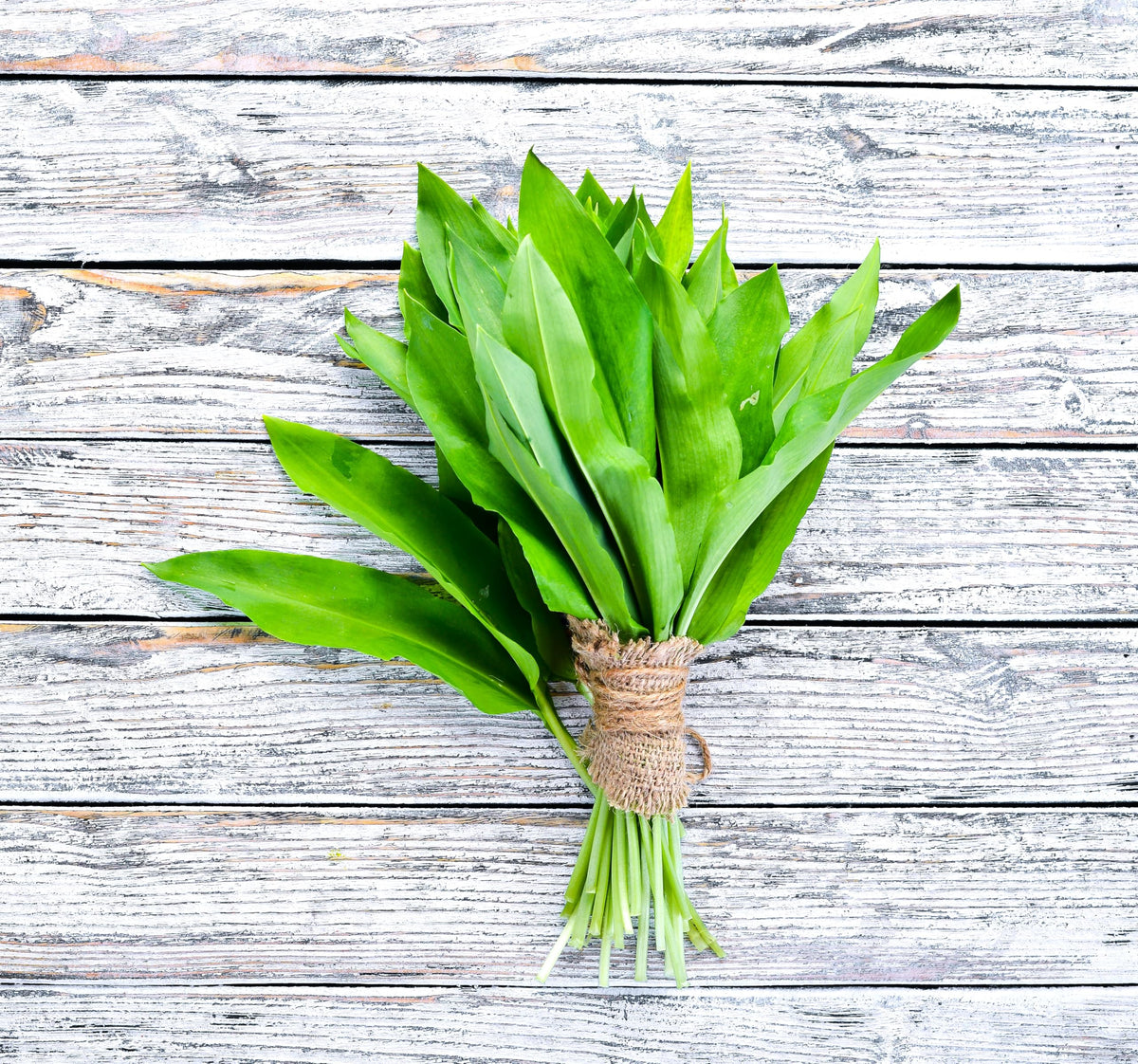 Sprouticus Maximus shade-loving wild garlic thriving in containers and borders