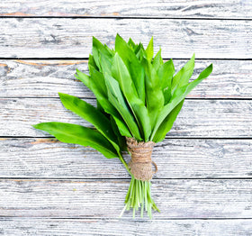 Sprouticus Maximus shade-loving wild garlic thriving in containers and borders