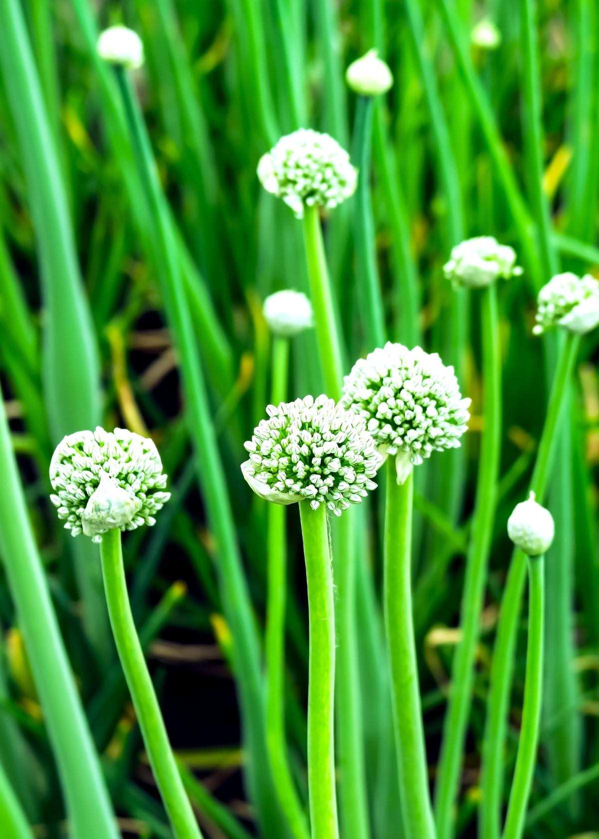 Sprouticus Maximus wild garlic garden bed in a shade-friendly setting