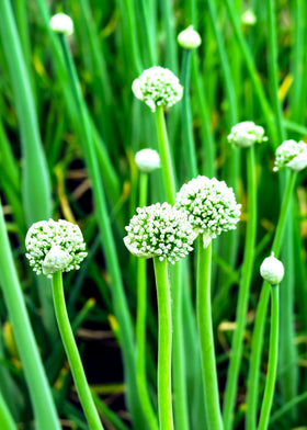 Sprouticus Maximus wild garlic garden bed in a shade-friendly setting