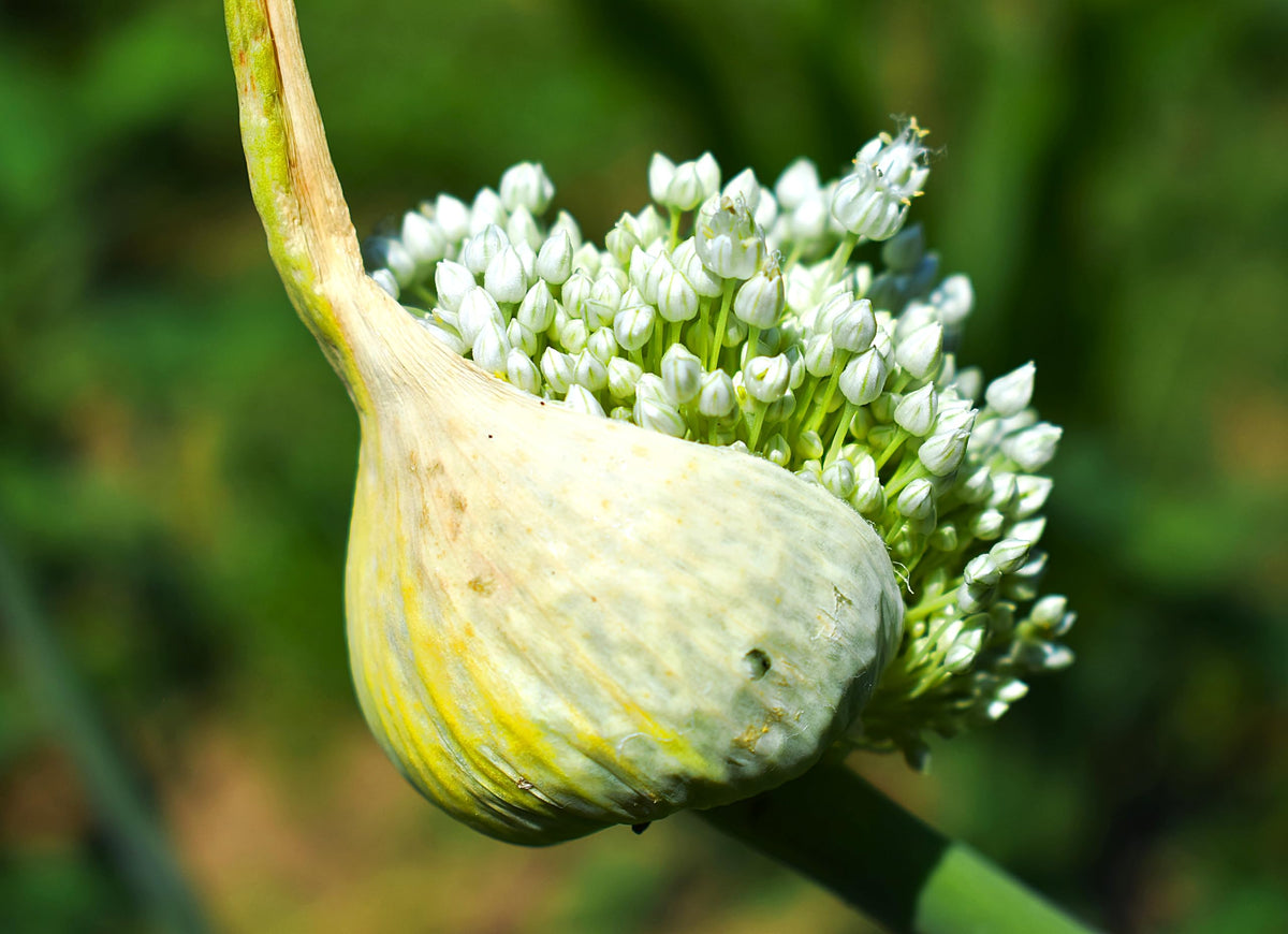 Sprouticus Maximus wild garlic seeds pack for easy home planting and woodland greens