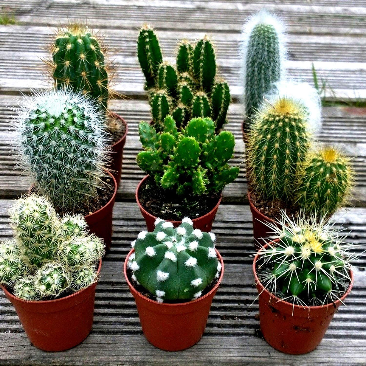 Sprouticus Maximus Seeds Cactus Mix beginner-friendly seeds spark indoor curiosity.