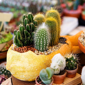 Sprouticus Maximus Seeds Cactus Mix drought-tolerant selection supports low-maintenance setups.
