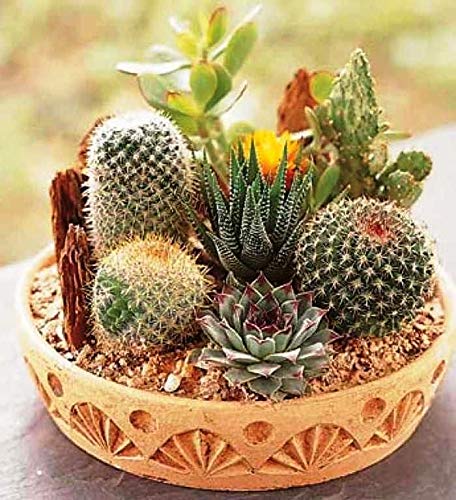 Sprouticus Maximus Seeds Cactus Mix easy-care option for busy plant lovers.