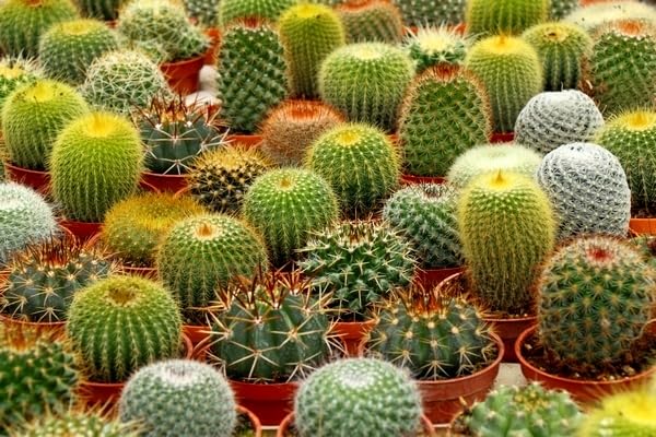 Sprouticus Maximus Seeds Cactus Mix compact layout fits small spaces.