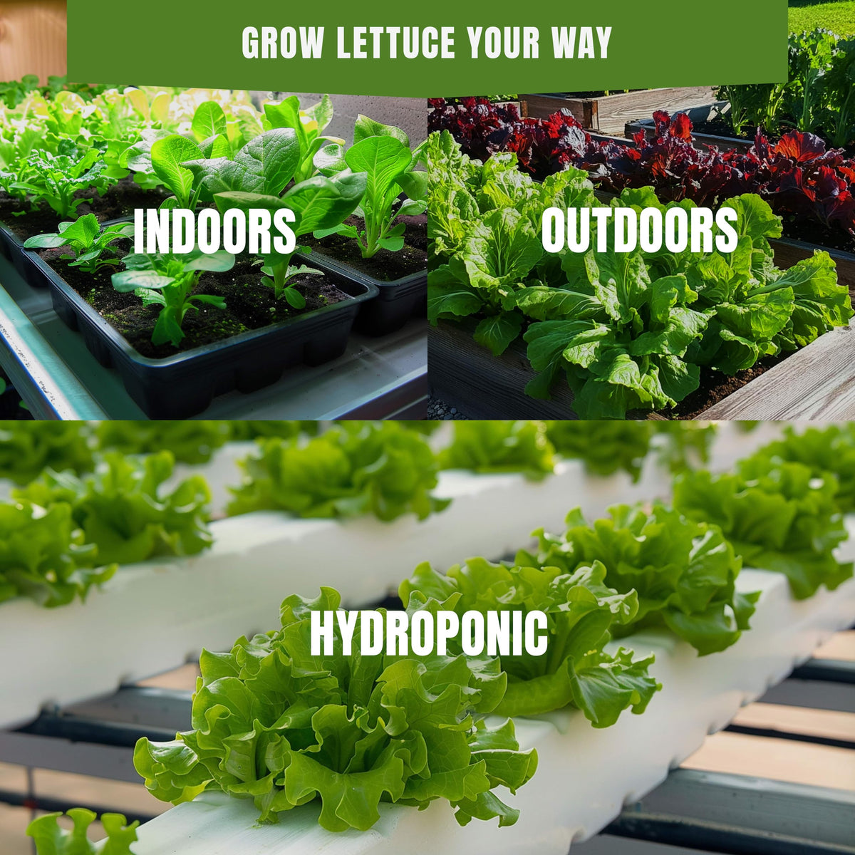 SproutMe Seeds container garden setup with seed packets for balcony growing