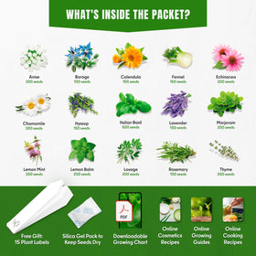 SPROUTME SEEDS echinacea seeds for traditional remedies in a home garden