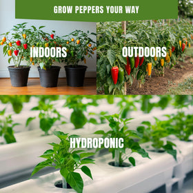 SPROUTME SEEDS jalapeño peppers on the plant, versatile for fresh and cooked dishes.