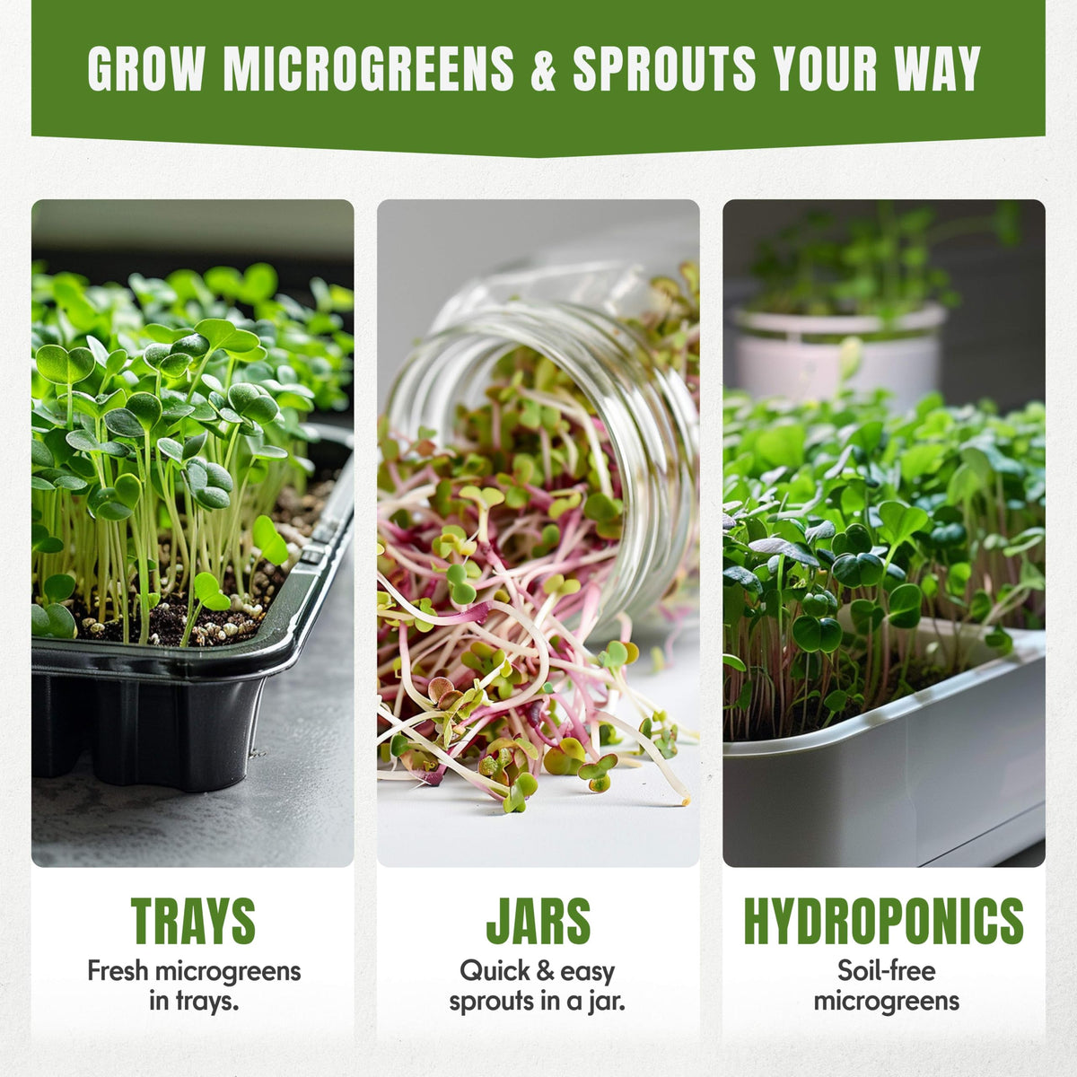 SproutMe Seeds basil microgreens add fragrant notes for sandwiches and pizzas