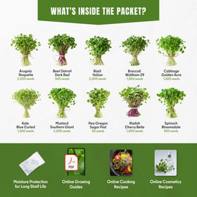 SproutMe Seeds beet sprouts ideal for colorful salads and earthy sweetness