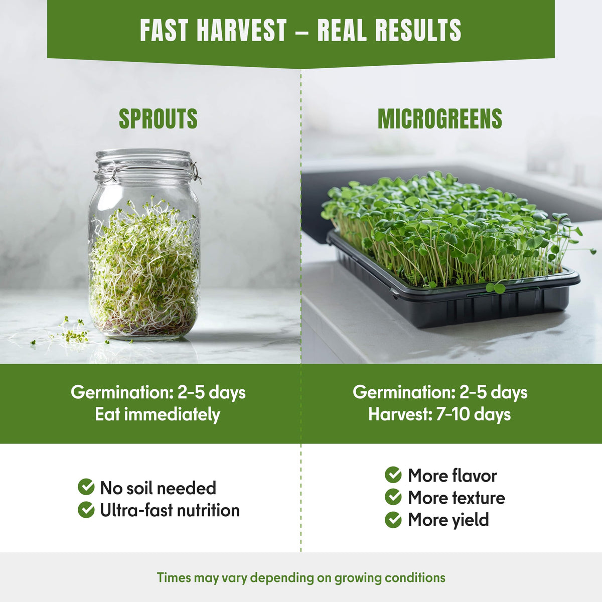 SproutMe Seeds mustard greens sprouts bring peppery brightness to tacos