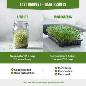 SproutMe Seeds mustard greens sprouts bring peppery brightness to tacos