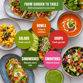 SproutMe Seeds radish sprouts deliver zippy bite and vibrant color to dishes