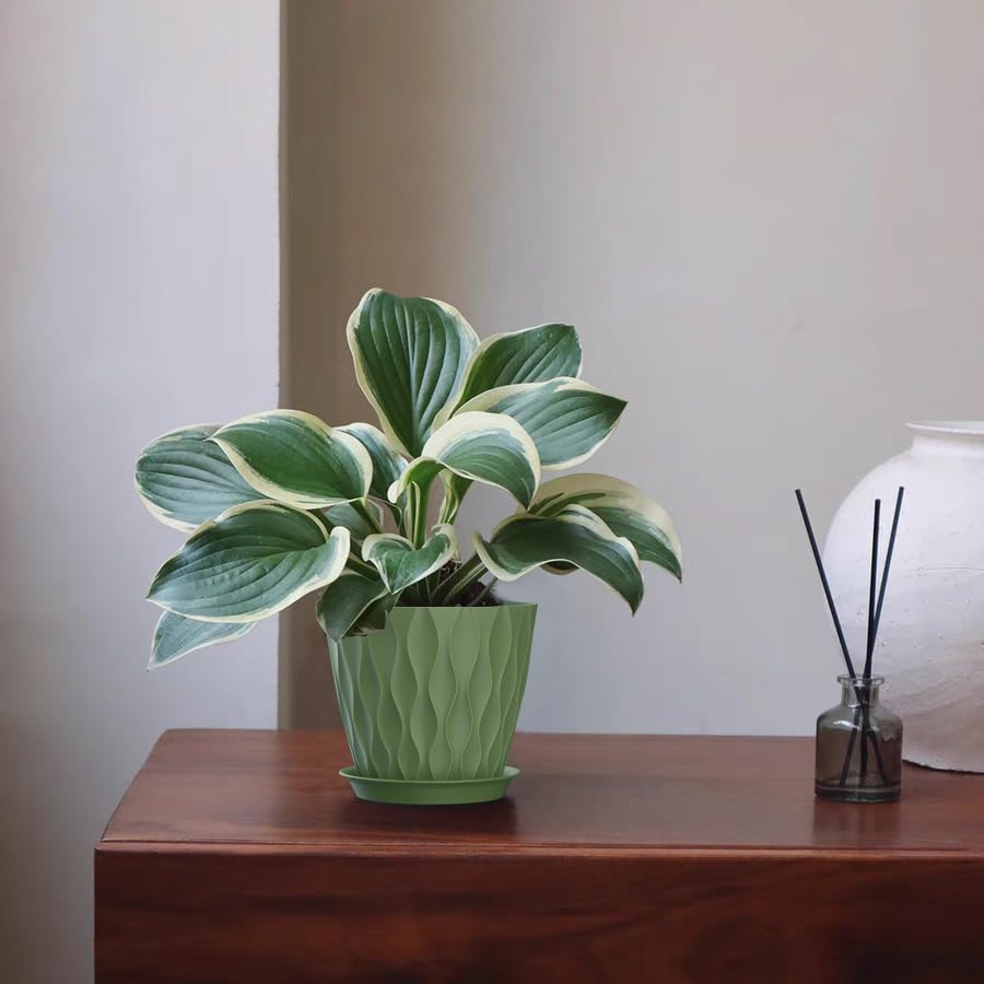 SQKH 5-inch planter pot on an office desk with greenery.