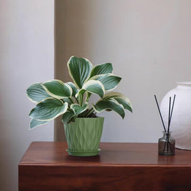 SQKH 5-inch planter pot on an office desk with greenery.