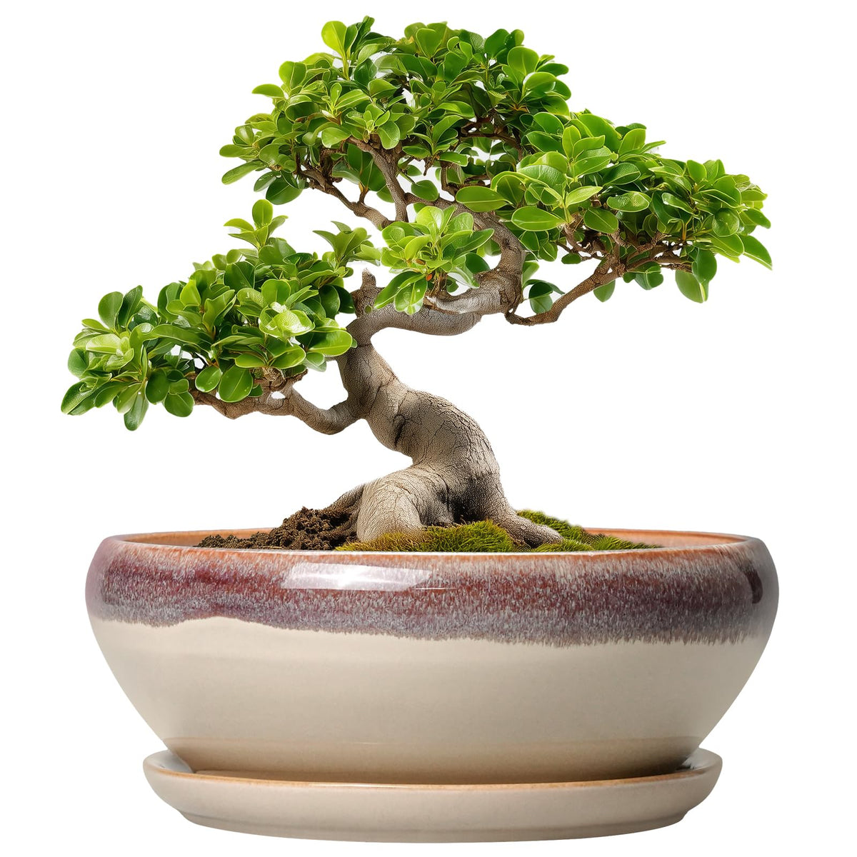SQOWL bonsai pot 10-inch beige glazed, ideal for indoor display and easy care