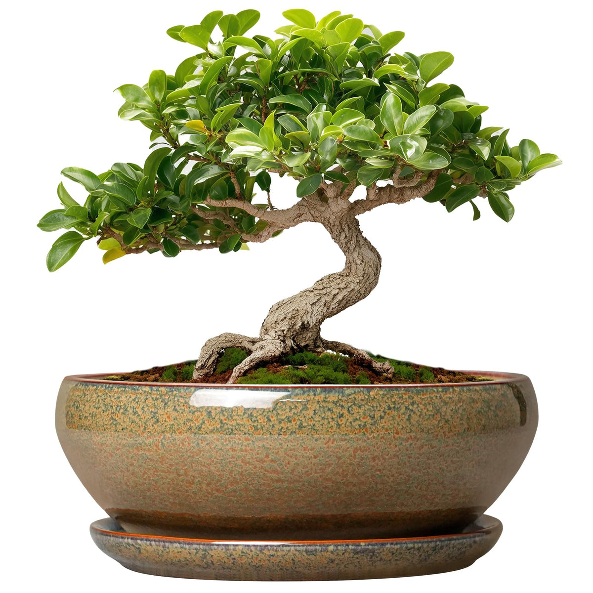 SQOWL Bonsai Pots Small in glaze provides stylish indoor display for plants