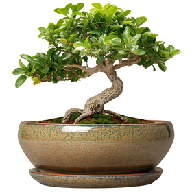 SQOWL Bonsai Pots Small in glaze provides stylish indoor display for plants