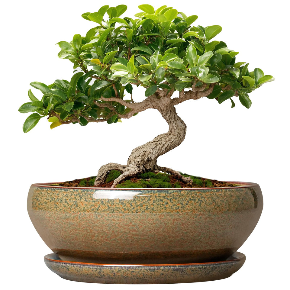 SQOWL Bonsai Pots Small in glaze provides stylish indoor display for plants