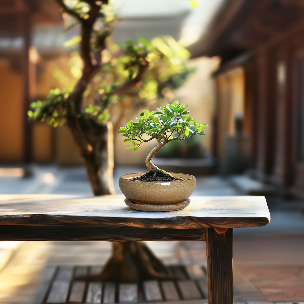 Gift-ready SQOWL Bonsai Pots Small packaging for plant lovers