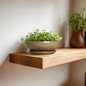 Ideal for succulents, bonsai, cacti and herbs in SQOWL pot