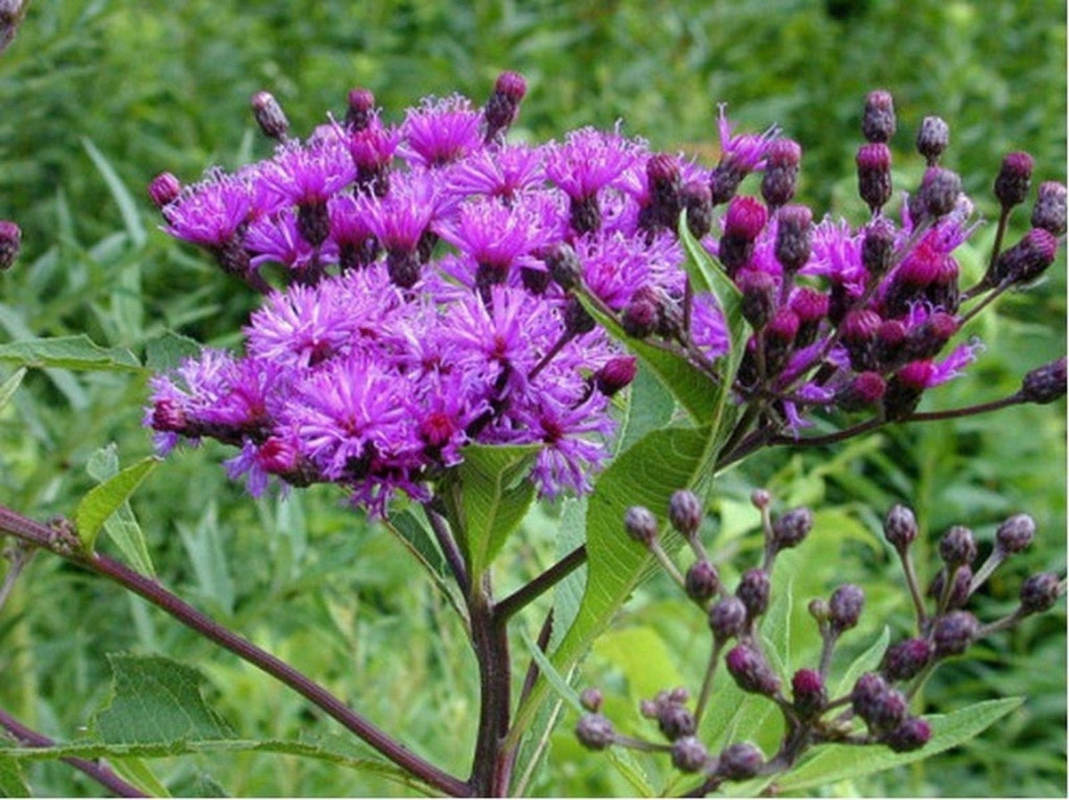 SS0138 Ironweed 200 seeds pack, ideal for pollinator gardens.