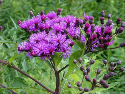 SS0138 Ironweed 200 seeds pack, ideal for pollinator gardens.