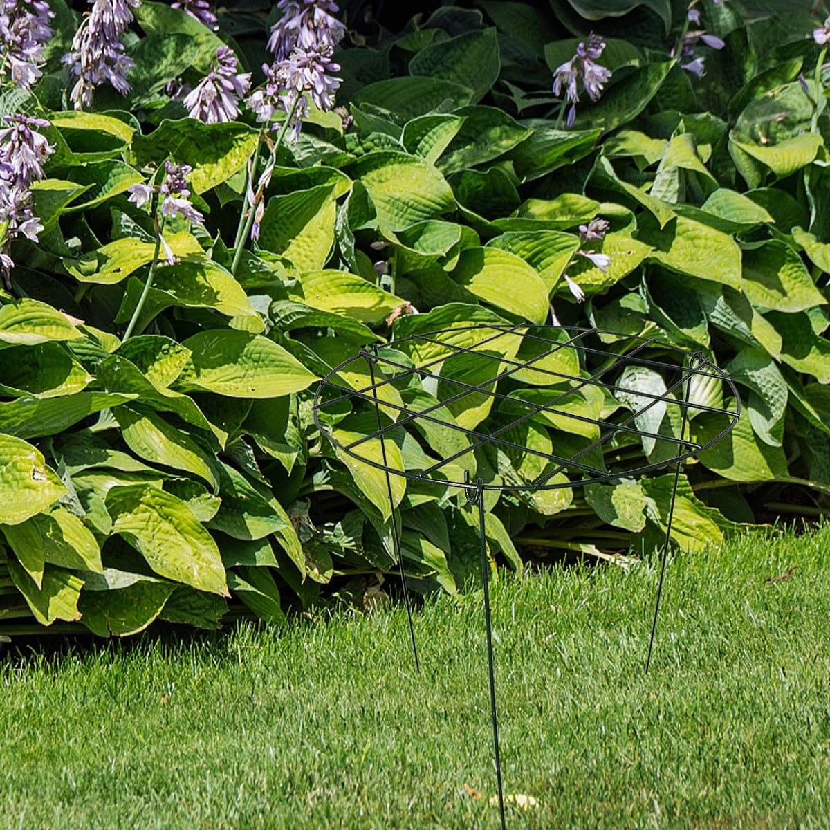 S-SNAIL-OO ideal for peonies and tomatoes needing vertical support