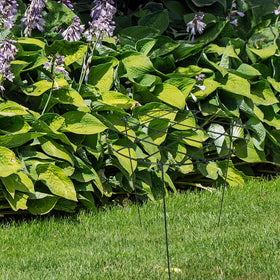 S-SNAIL-OO ideal for peonies and tomatoes needing vertical support