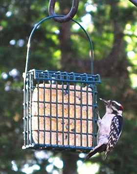 ST. ALBANS BAY SUET PLUS attracts Chickadees, Cardinals, and more at feeders