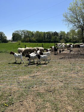 Energizer pairing enhances Starkline fencing security and effectiveness