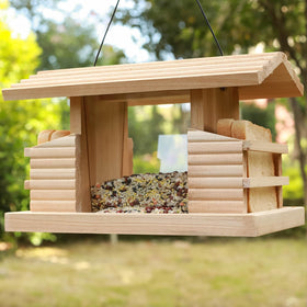 STARSWR birds feeding on suet offer a natural backyard moment