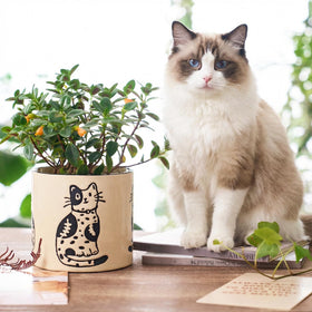 STHIE 5-inch ceramic plant pot with drainage for compact spaces.