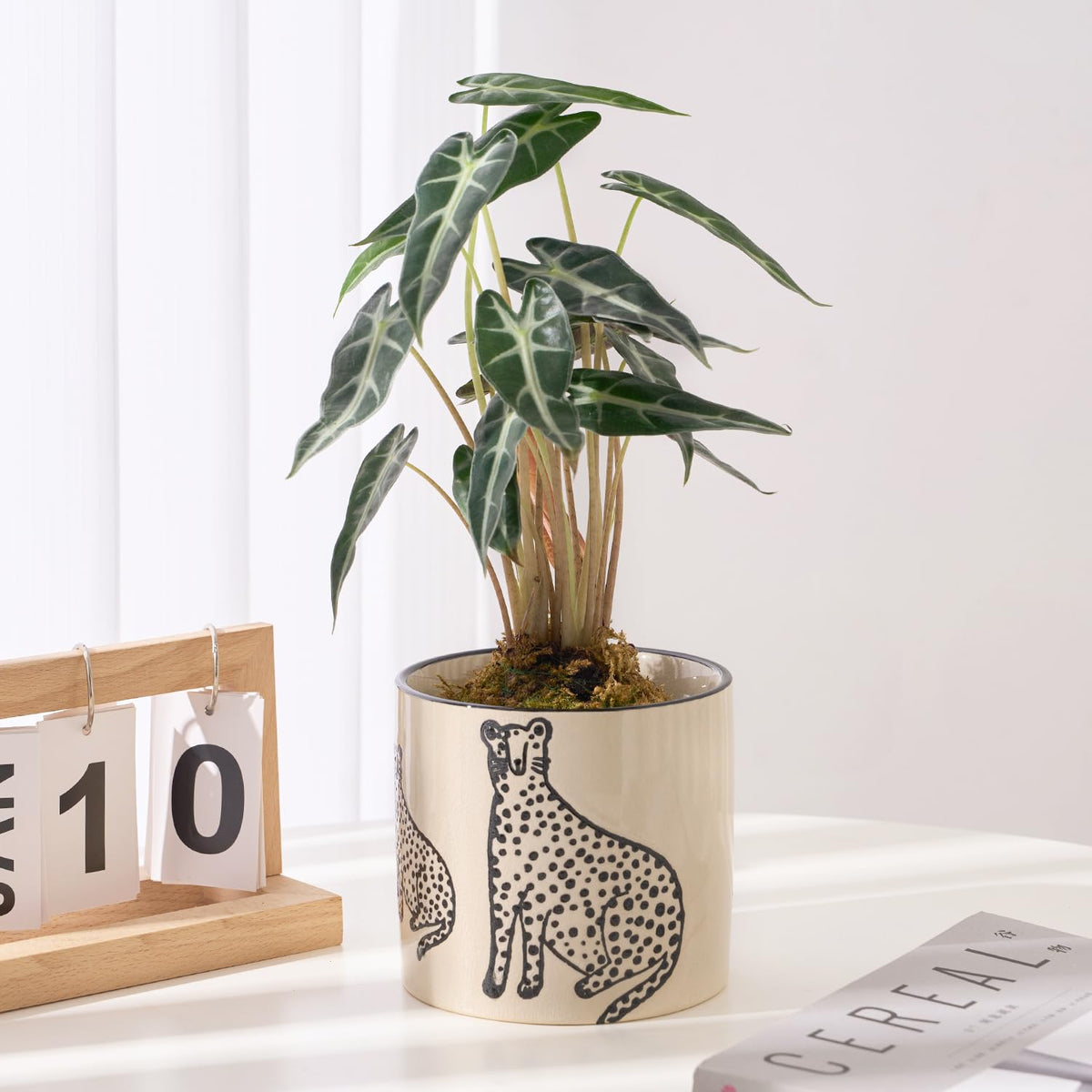 STHIE ceramic planter with drainage hole keeps roots healthy and dry.
