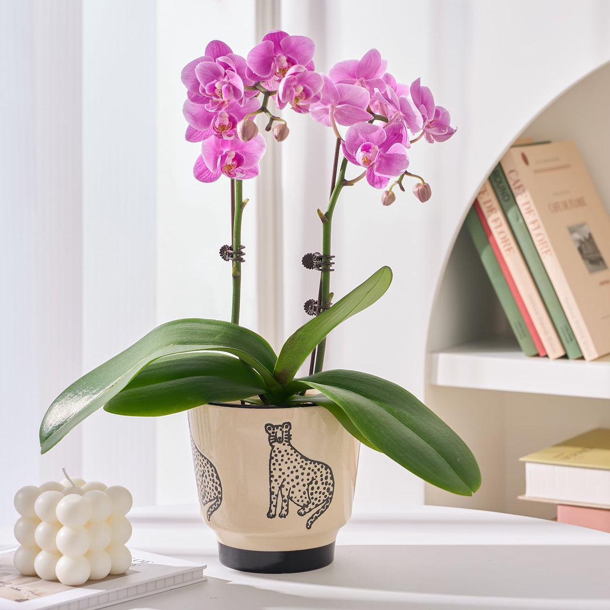 STHIE ceramic planter with drainage holes for healthy root drainage