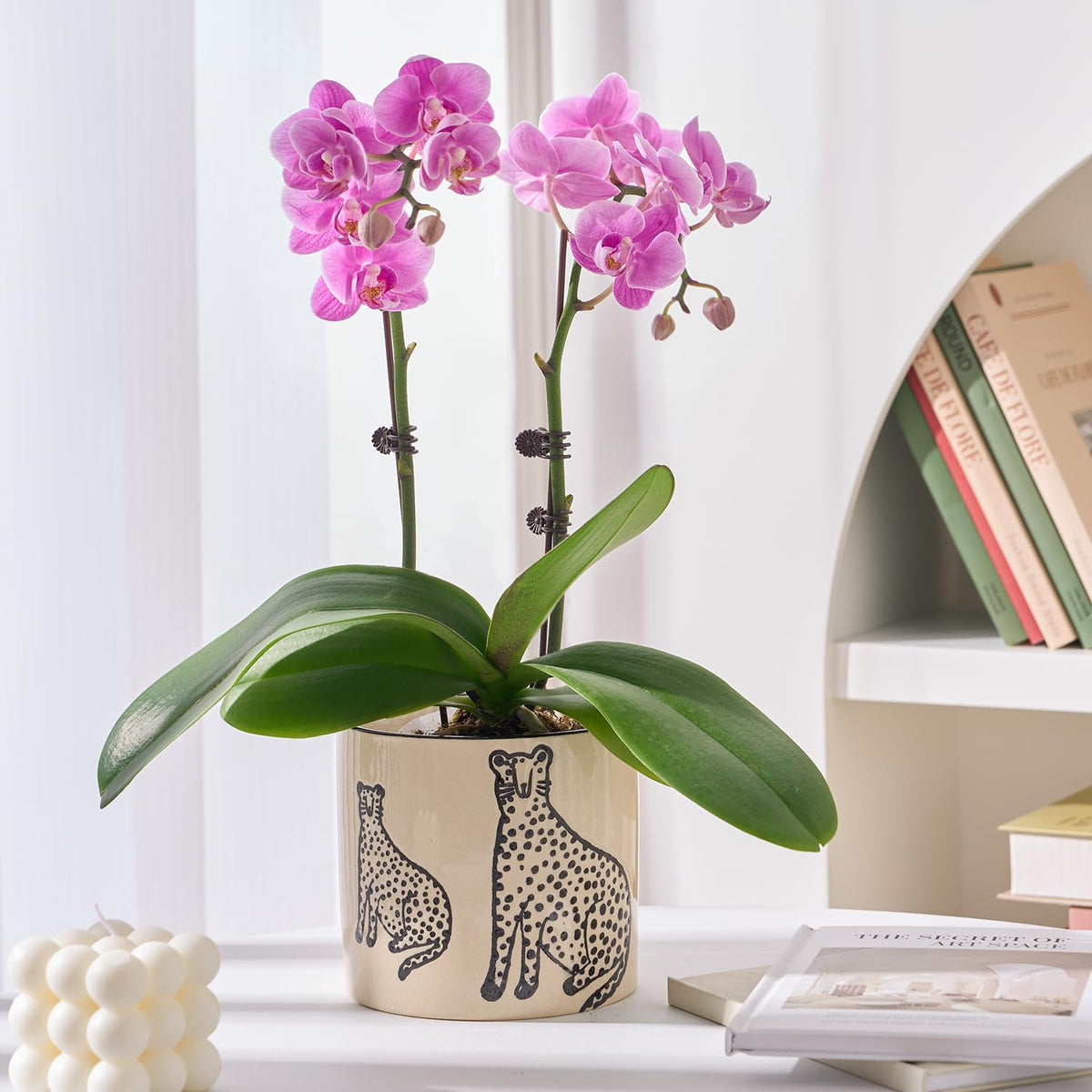 STHIE sturdy ceramic pot suitable for indoor and outdoor use.