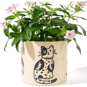 STHIE cat planter for home or office decor.