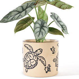 STHIE sea turtle pot front view adds whimsy to desks and shelves.