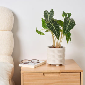 STHIE windowsill plant pot white makes any space feel brighter.