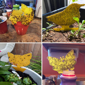 Stingmon 60-pack gnat traps for multiple indoor plants.