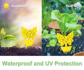 Stingmon plant pest trap kit protects indoor pots and foliage.