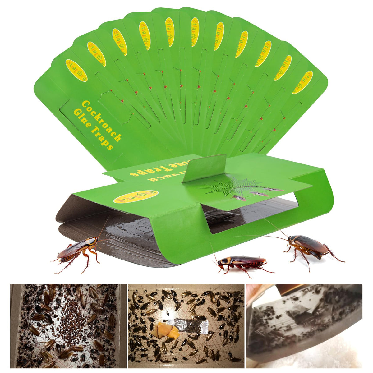 Stingmon roach trap with adhesive glue captures cockroaches reliably in homes.