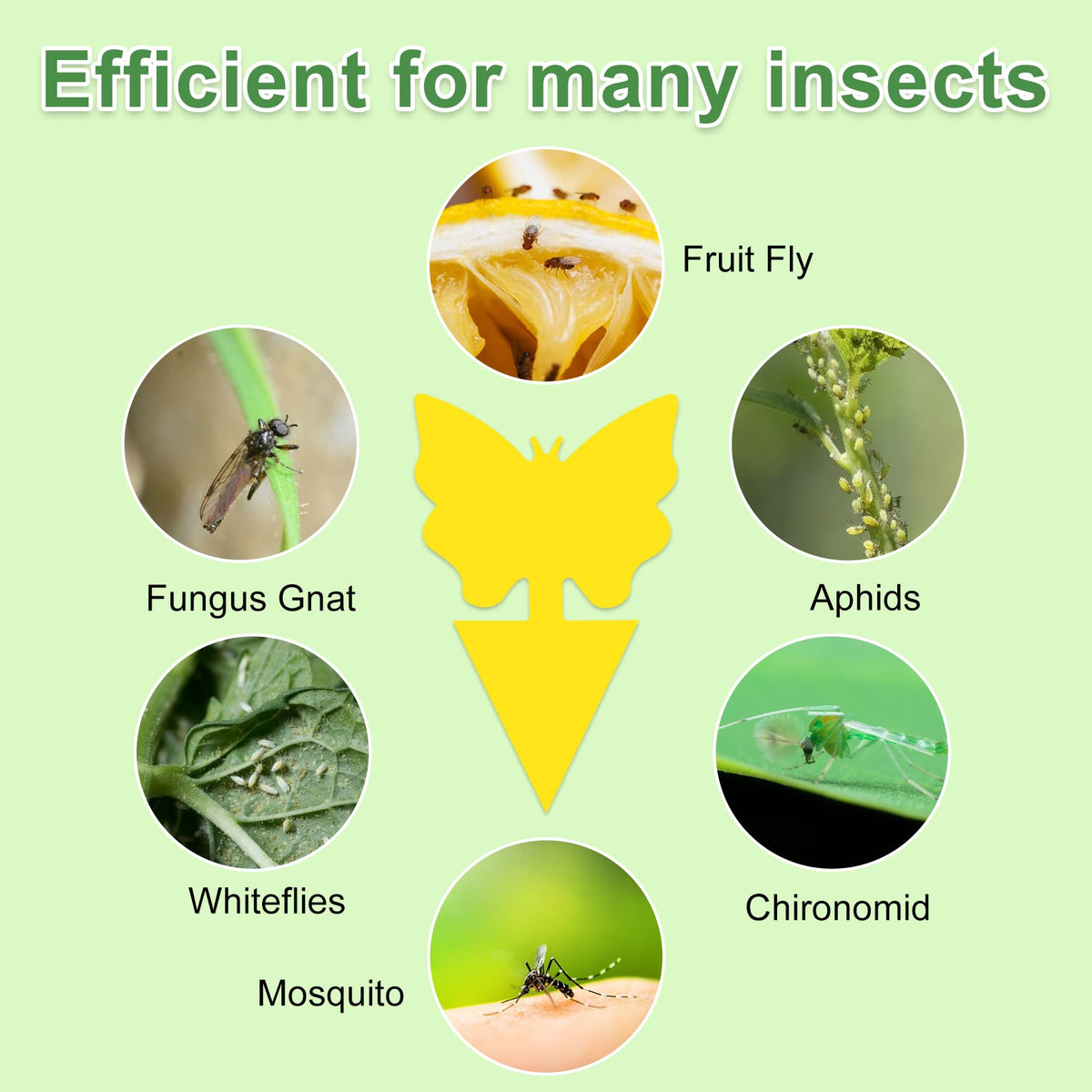 Stingmon sticky traps indoor: strong adhesive captures pests safely.