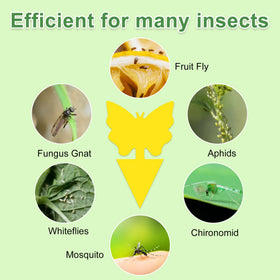 Stingmon sticky traps indoor: strong adhesive captures pests safely.