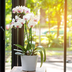 Stroller plant stakes supporting an orchid for stable growth